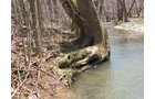 Property photo 20 - 137 Acres in 2 Tracts - 64 Tillable Acres, Potential Building Sites, Hunting